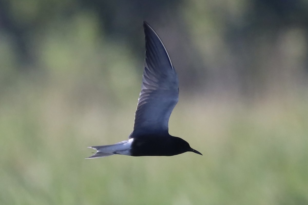 Black Tern - ML463124931