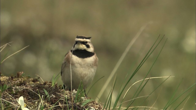 Horned Lark - ML463125