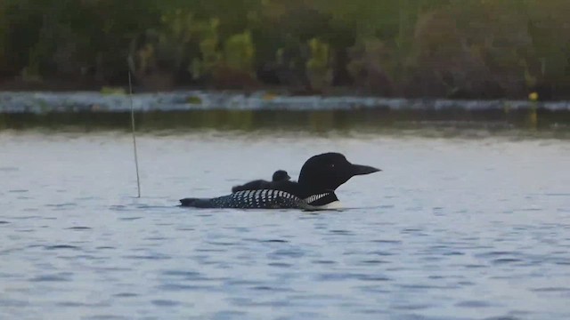 Common Loon - ML463125361