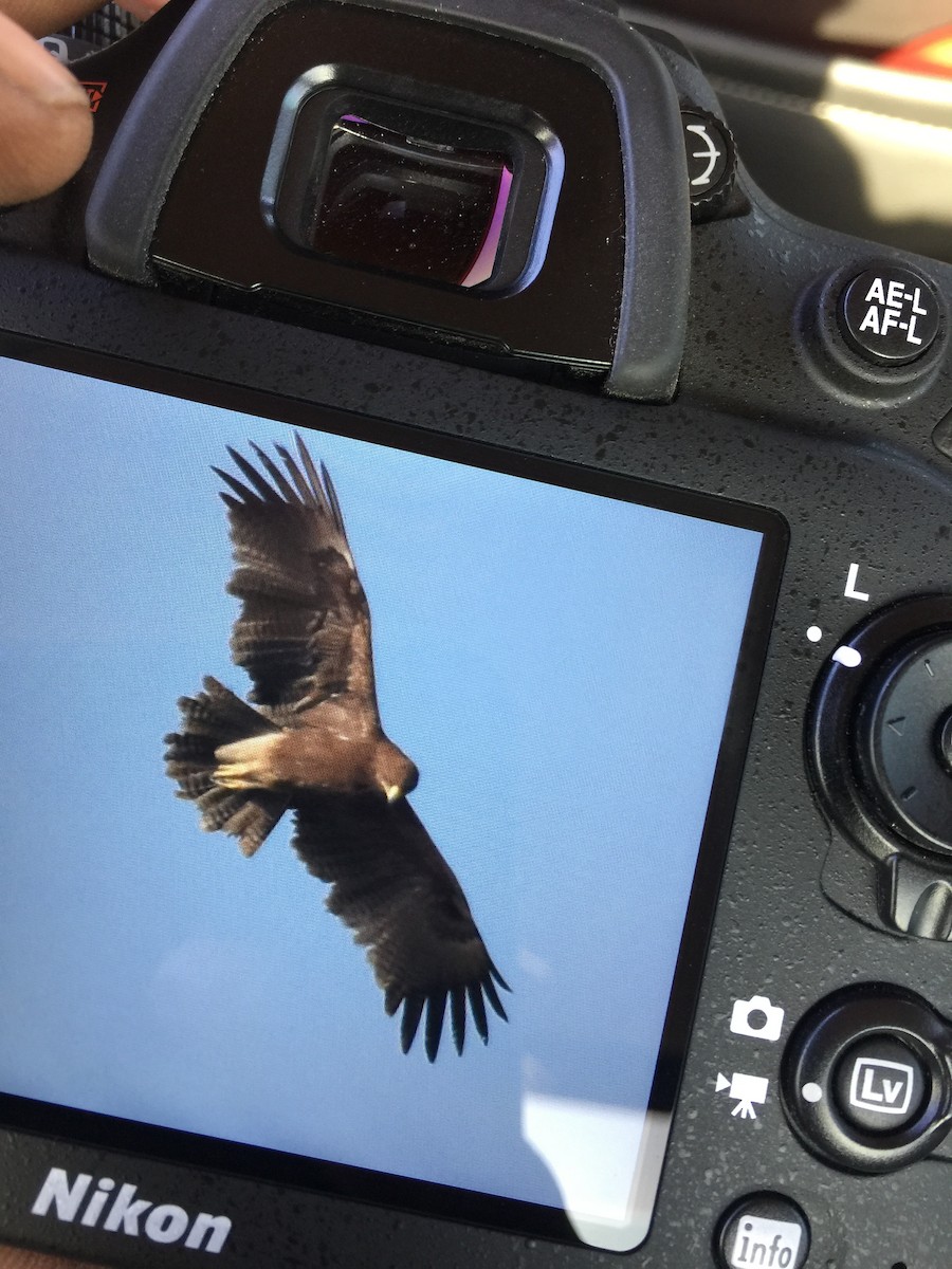 Greater Spotted Eagle - ML46312591