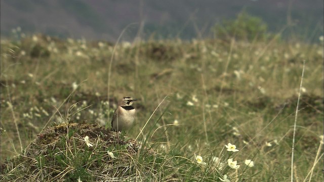 Horned Lark - ML463126