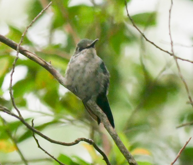 Sombre Hummingbird - ML463126551