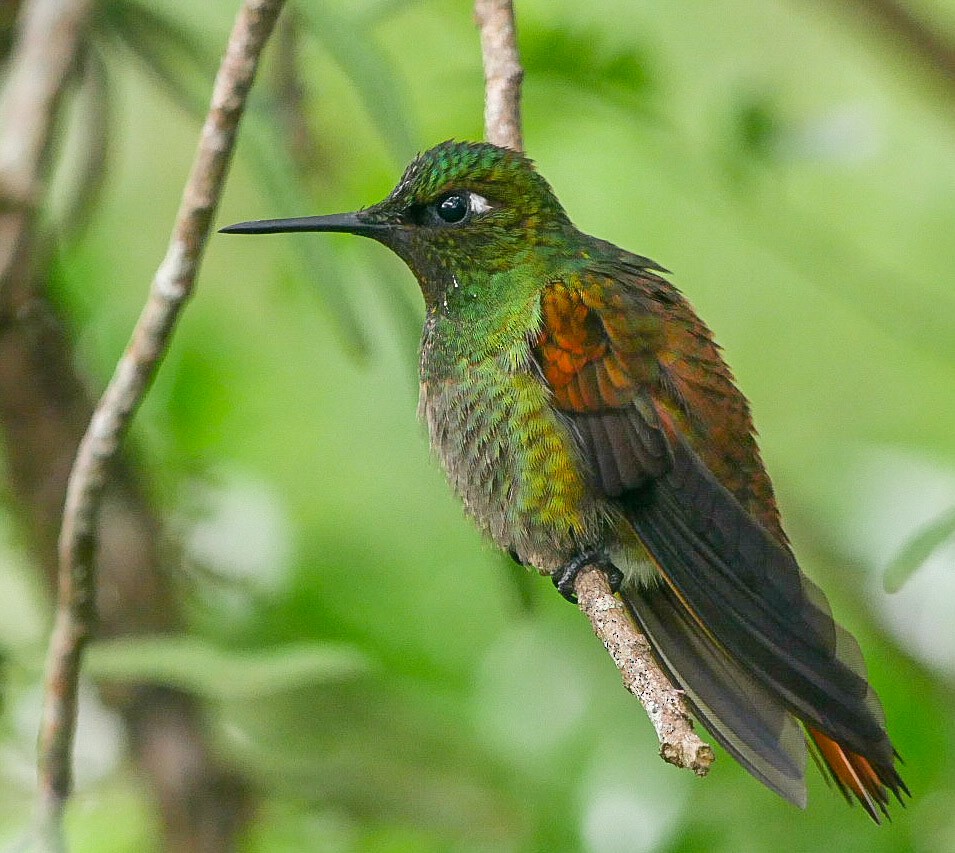 kolibřík brazilský - ML463126741
