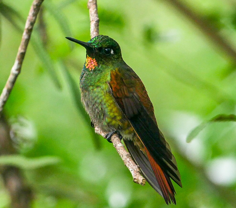 kolibřík brazilský - ML463126751
