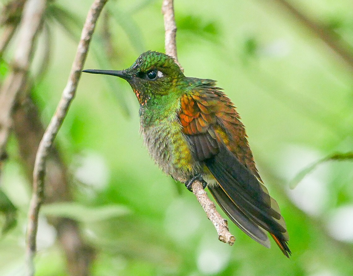kolibřík brazilský - ML463126761