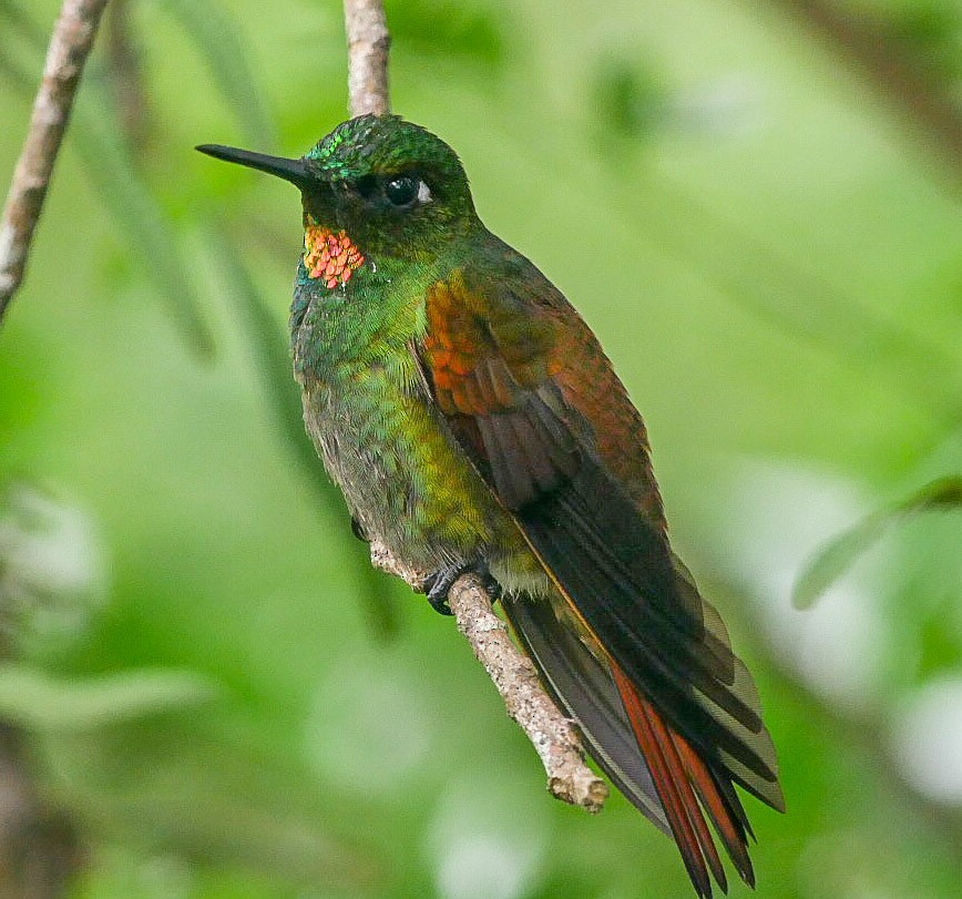 kolibřík brazilský - ML463126771