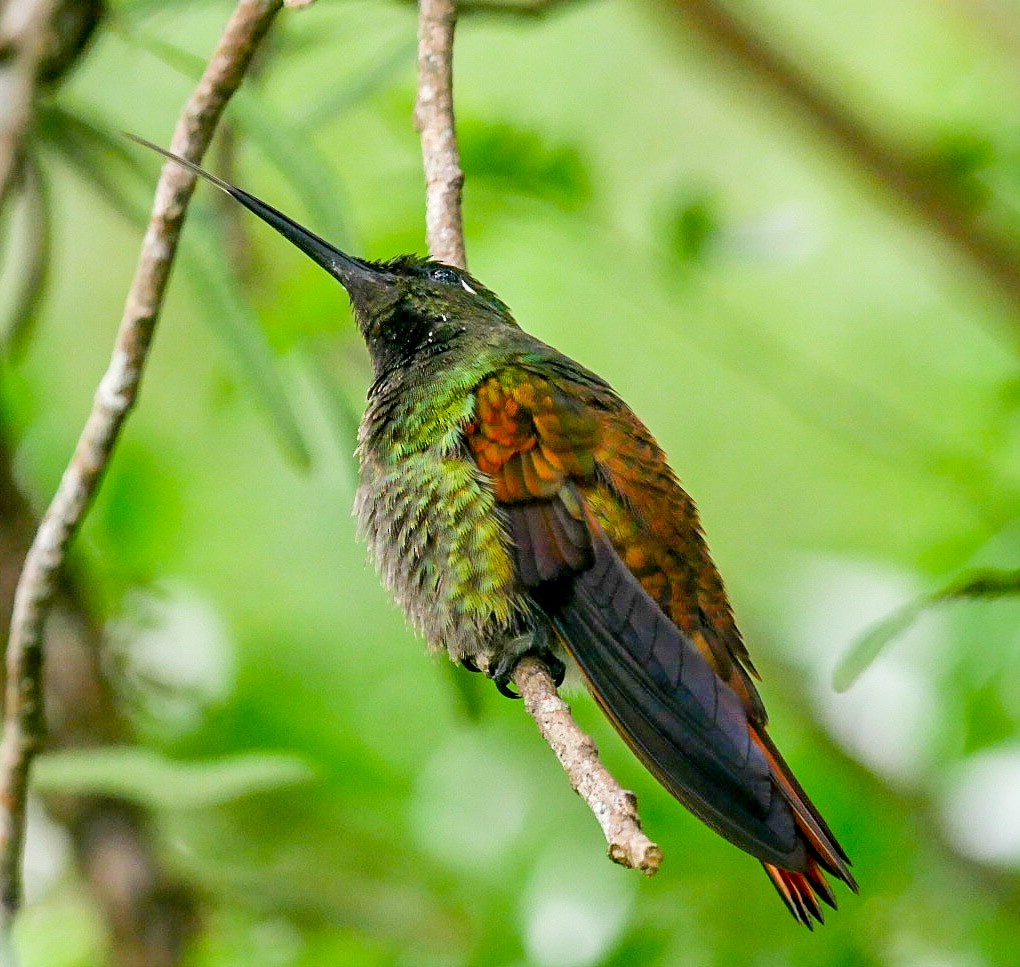 kolibřík brazilský - ML463126781