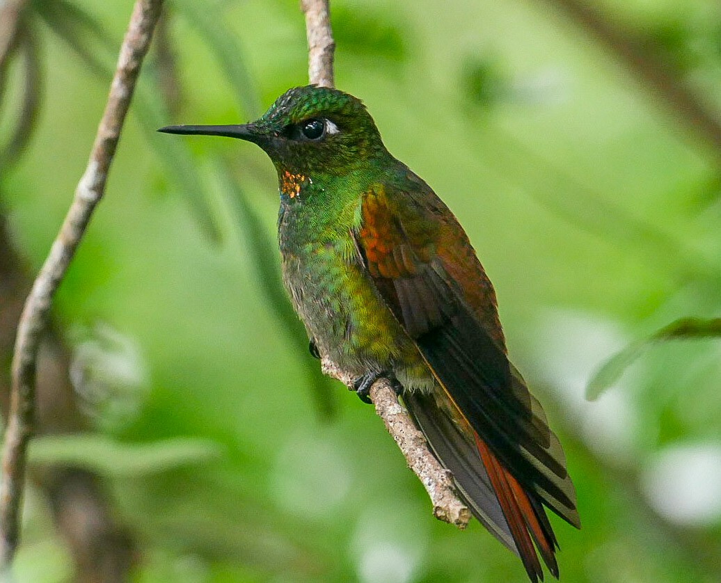 kolibřík brazilský - ML463126791