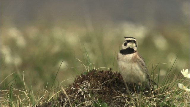 Horned Lark - ML463127