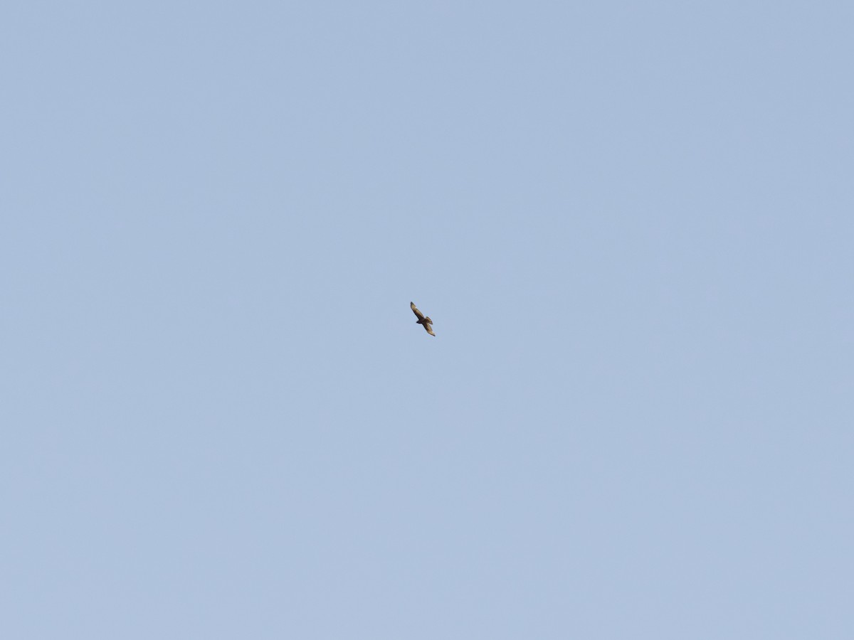 Short-tailed Hawk - ML463127911