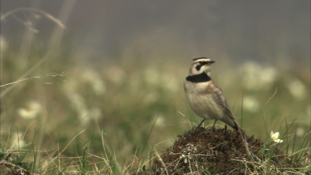 Horned Lark - ML463129