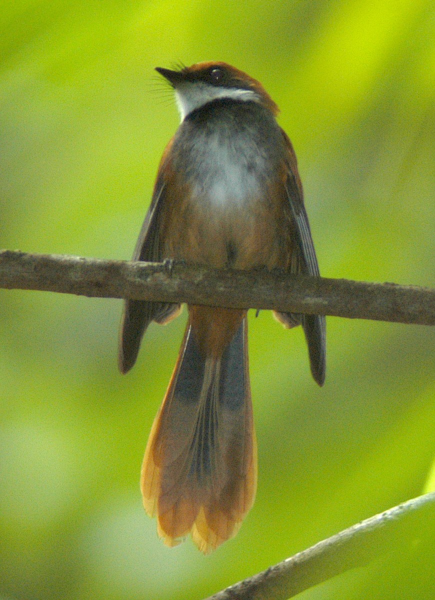 Palau Fantail - ML46312901