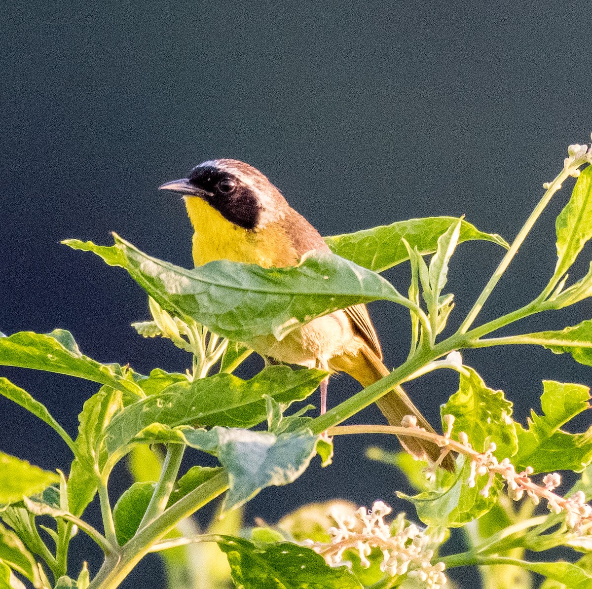 Common Yellowthroat - ML463129381