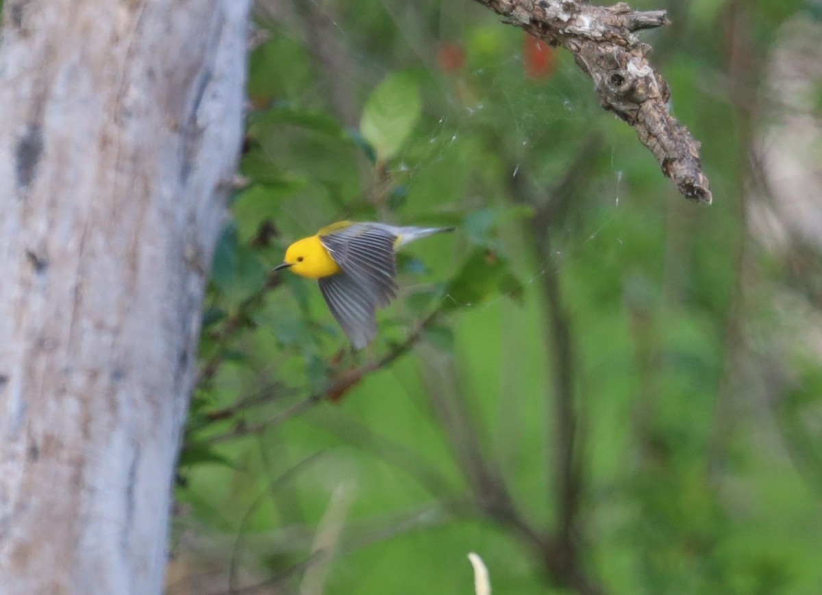 Prothonotary Warbler - ML463129621