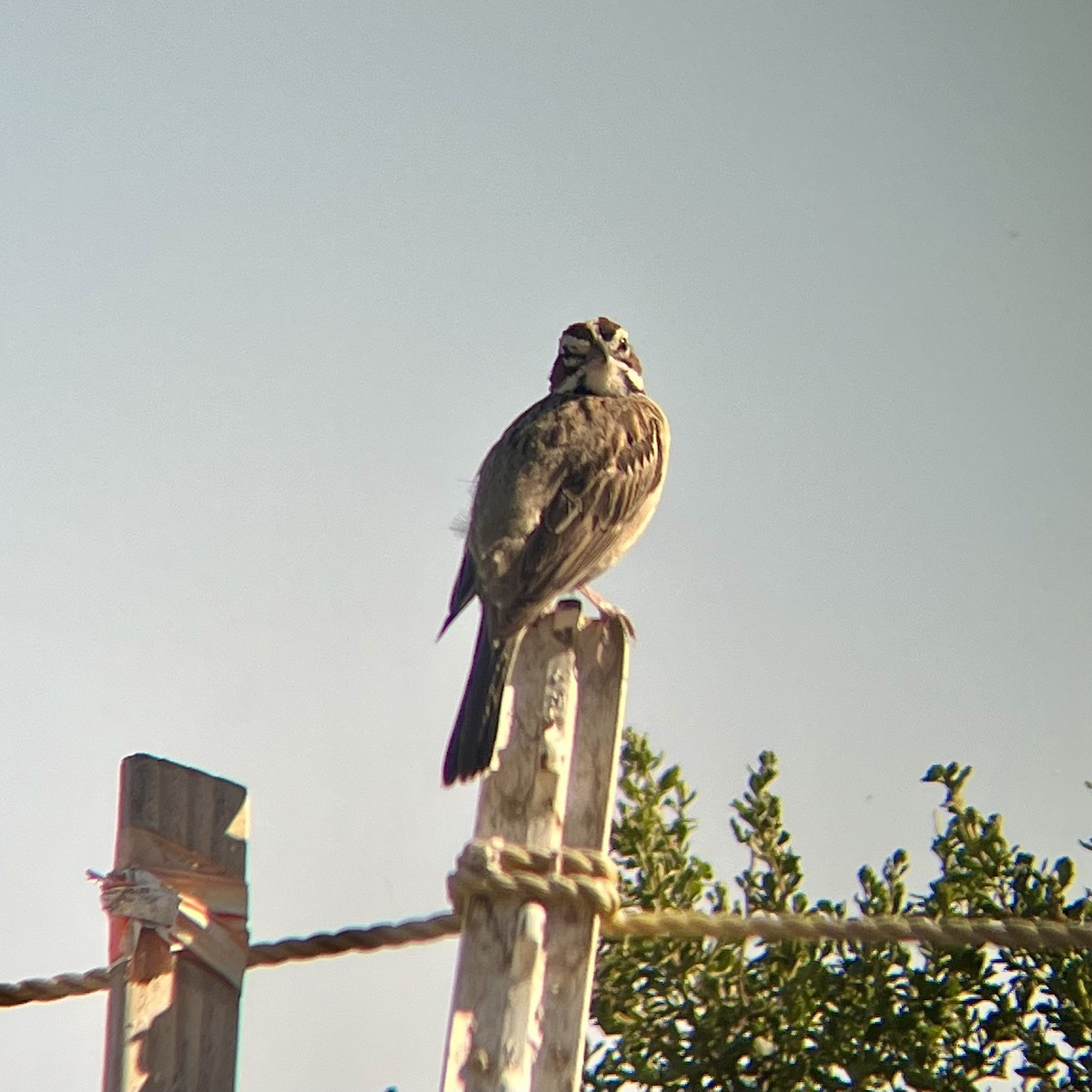 Lark Sparrow - ML463129871