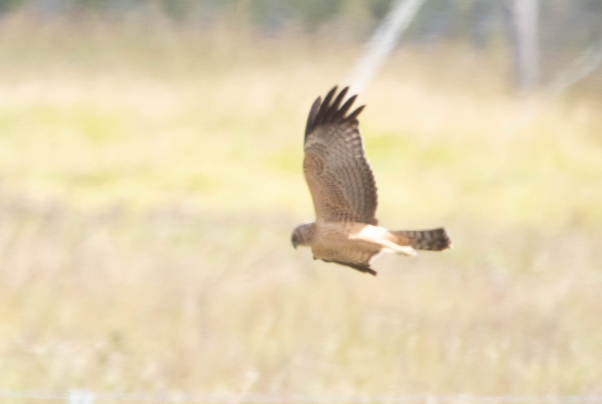 Aguilucho Moteado - ML463130311