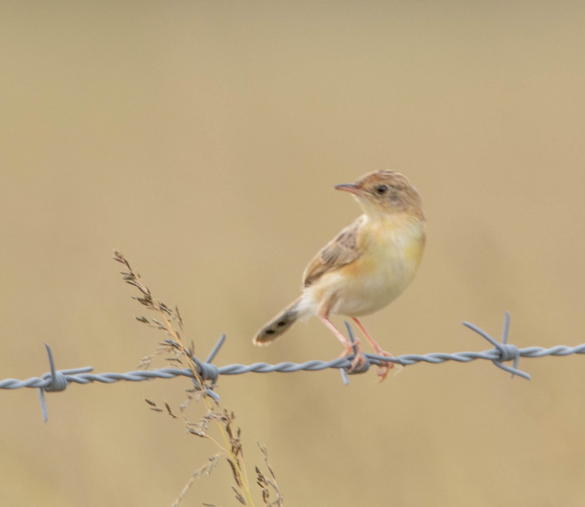 Golden-headed Cisticola - Hoeckman's Wildlife