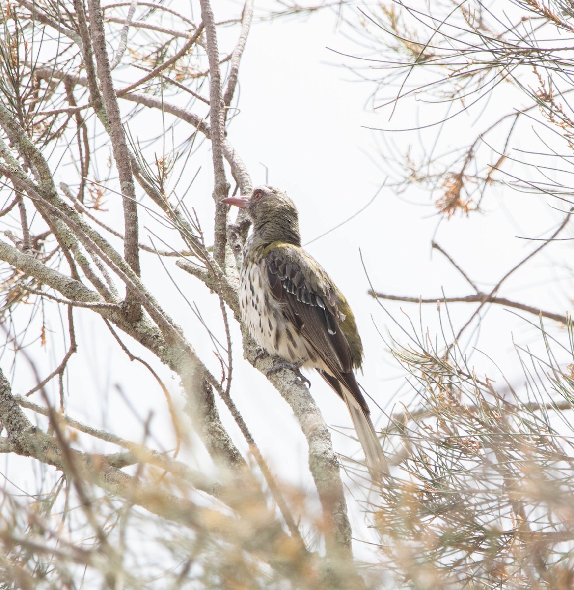 Olive-backed Oriole - ML463130651