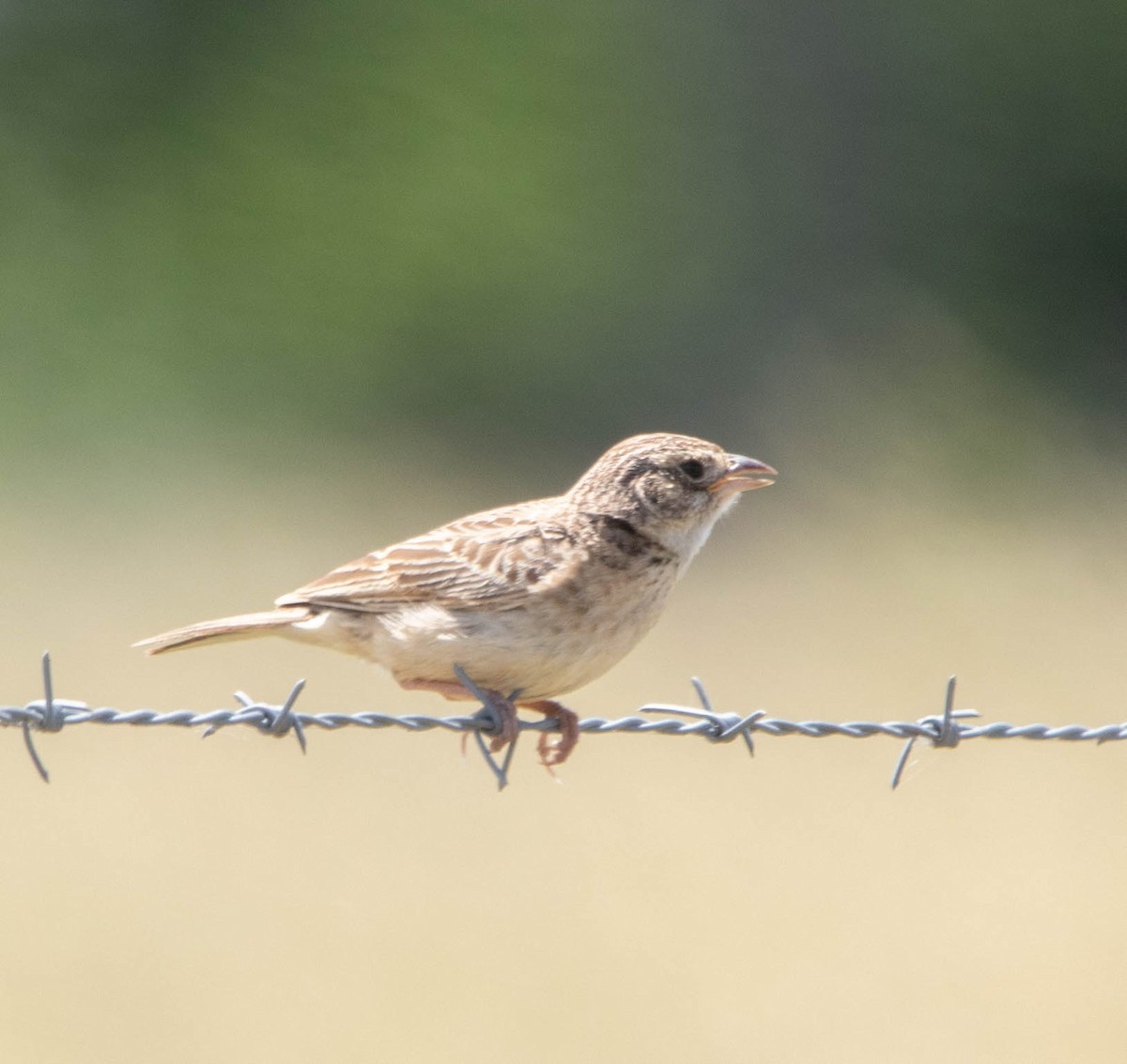 Singing Bushlark (Australasian) - ML463130781