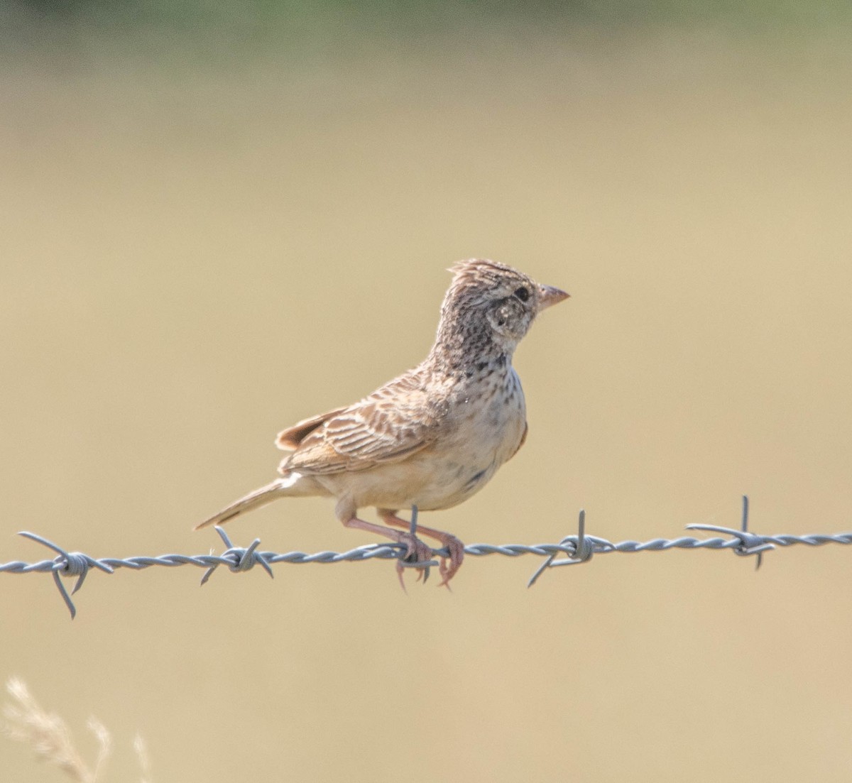 Singing Bushlark (Australasian) - Hoeckman's Wildlife