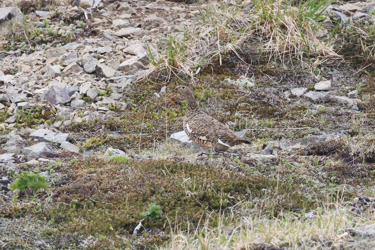 Rock Ptarmigan - ML463131421