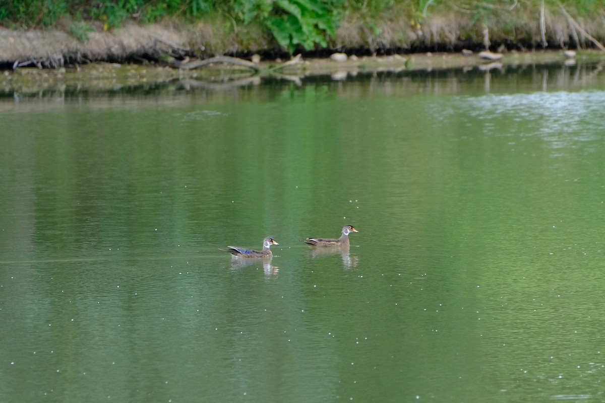 Wood Duck - ML463132421