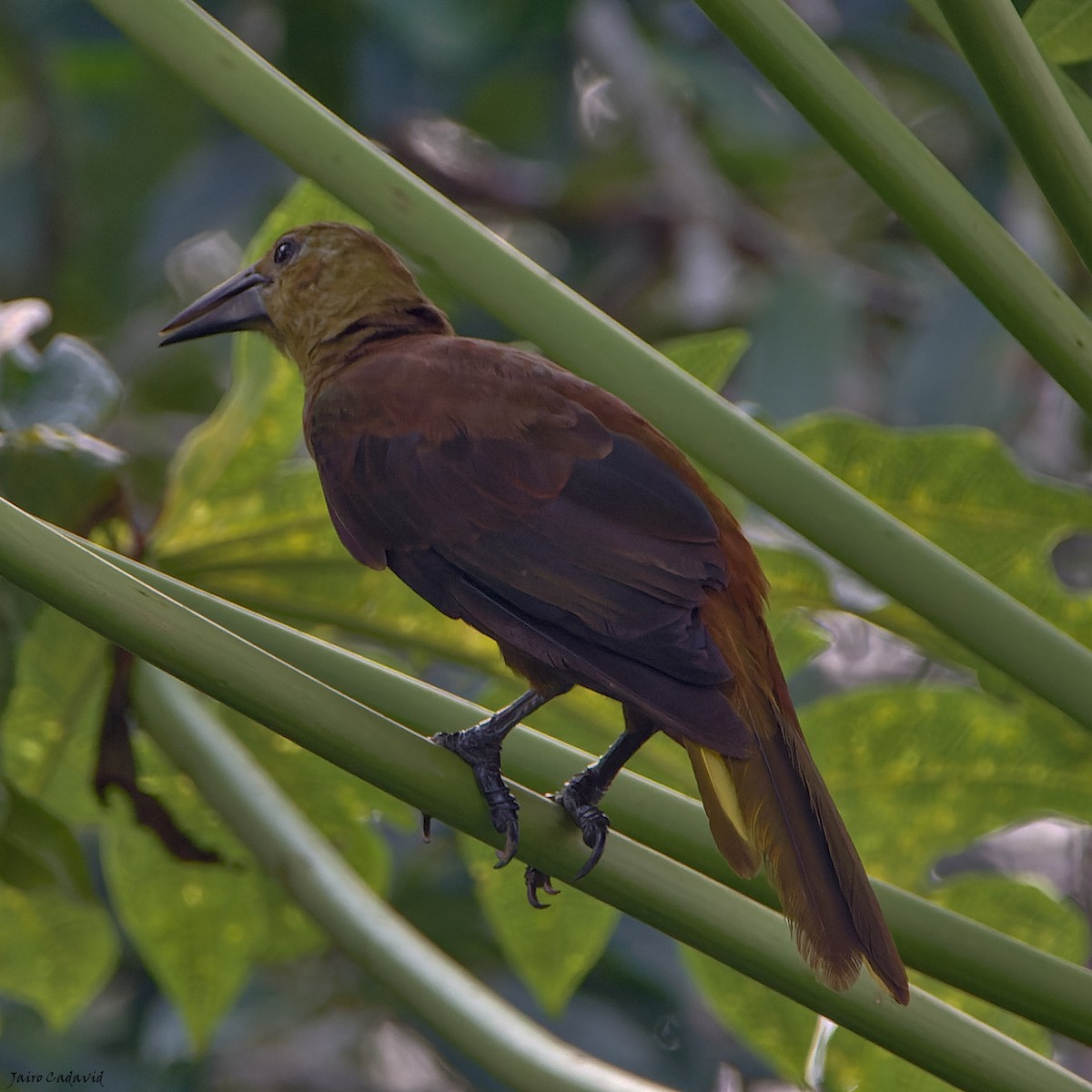 Russet-backed Oropendola - ML463132531