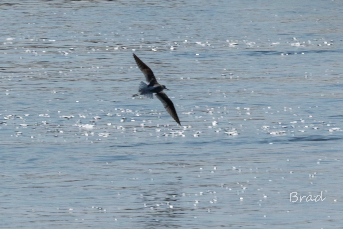 Marsh Sandpiper - ML46313281