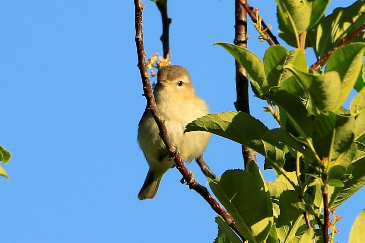 Warbling Vireo - ML463134521