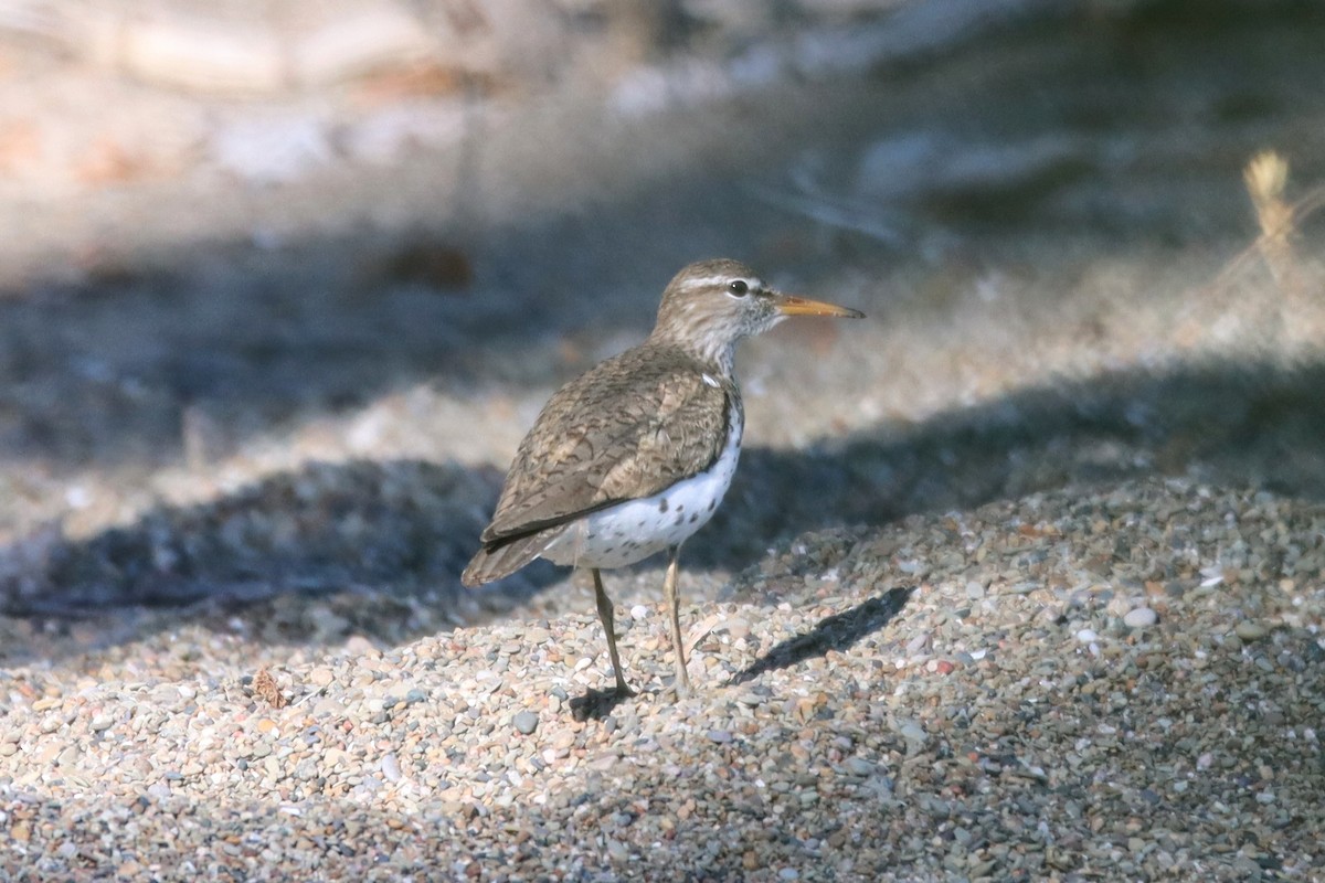 Spotted Sandpiper - Travis Suckow