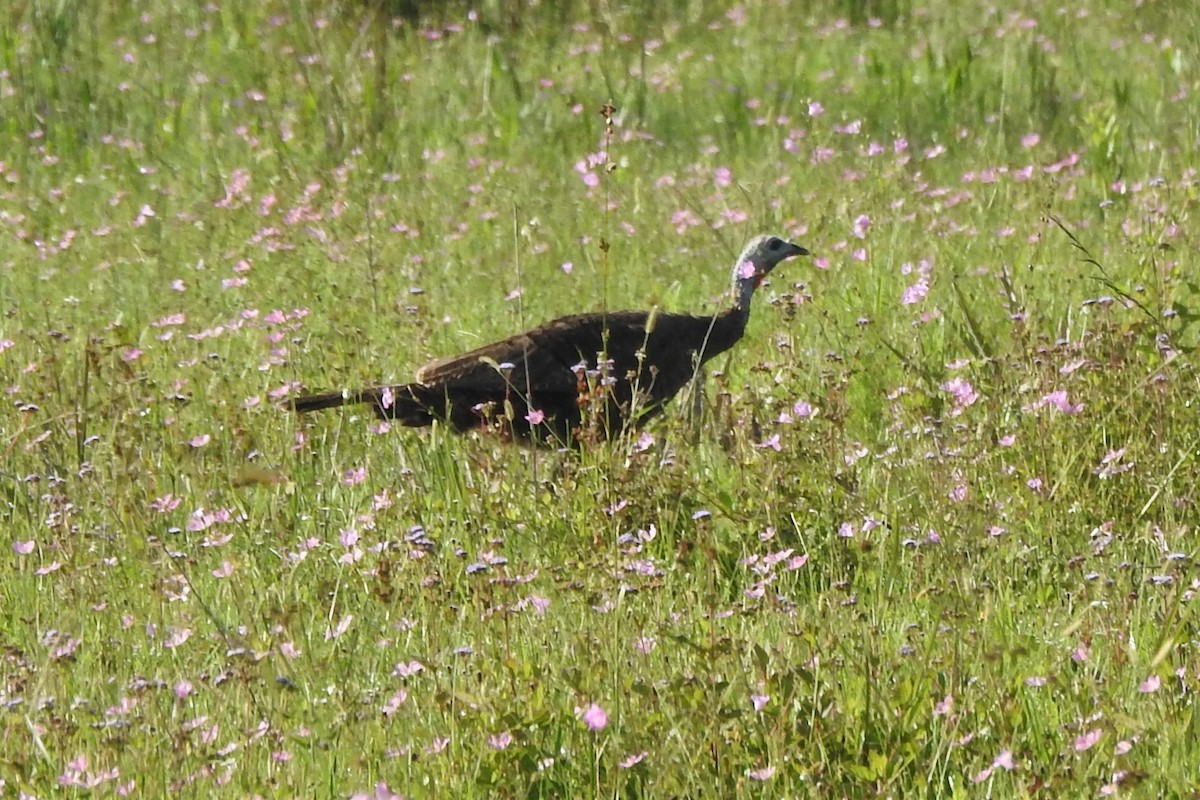 Wild Turkey - ML463135371