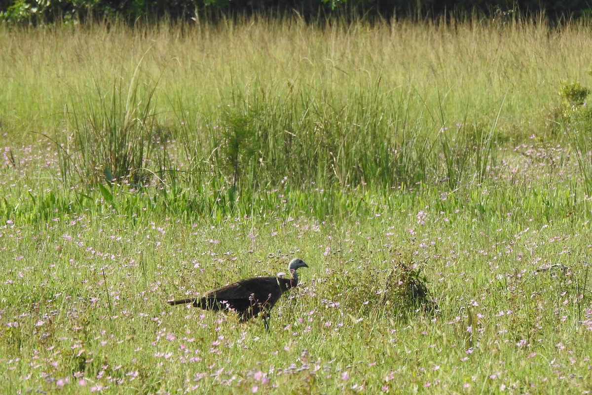 Wild Turkey - ML463135381