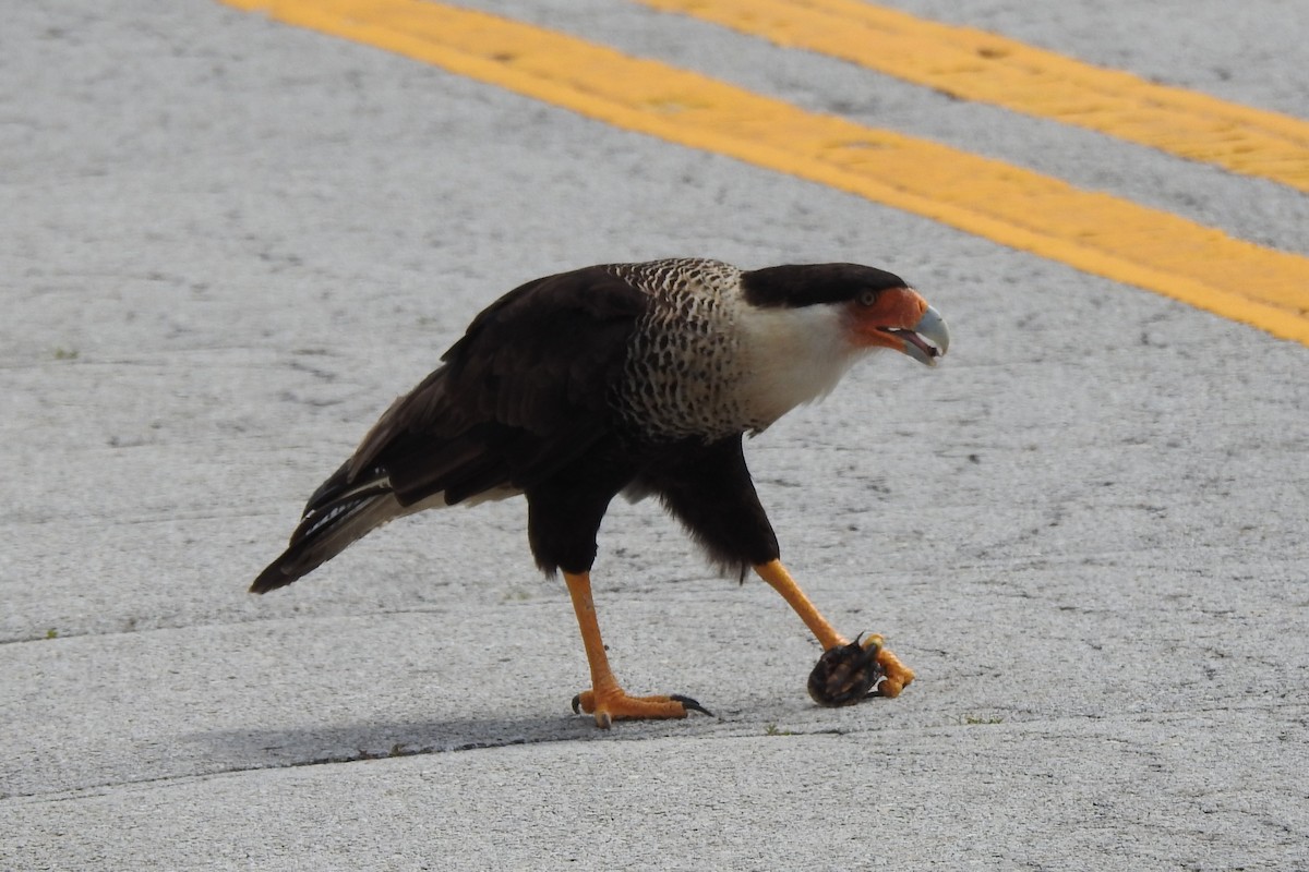 Crested Caracara - ML463135681