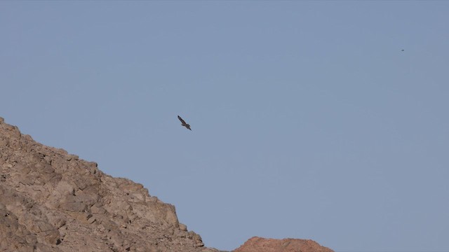 Common Buzzard (Steppe) - ML463136691