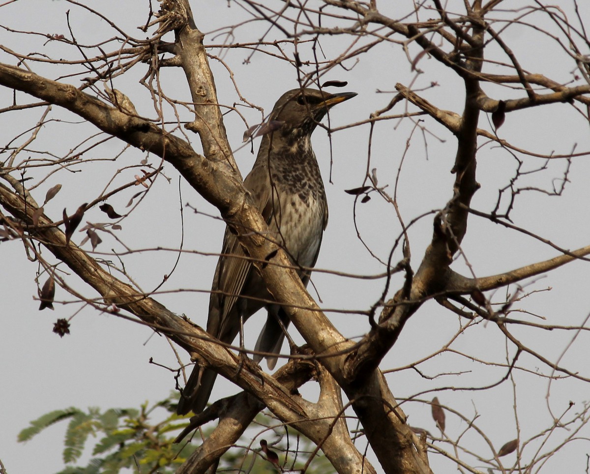 Black-throated Thrush - ML46313971