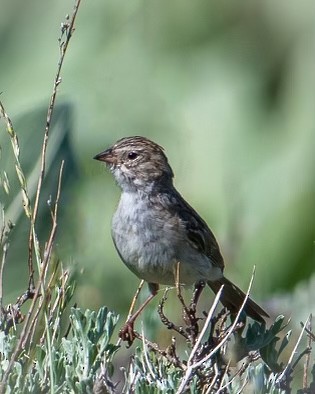 Brewer's Sparrow - ML463140031