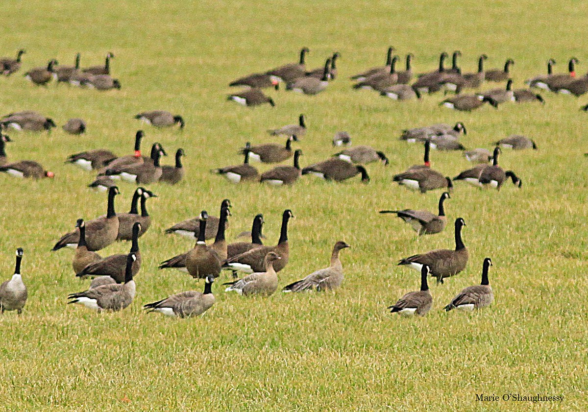 Pink-footed Goose - Marie O'Shaughnessy