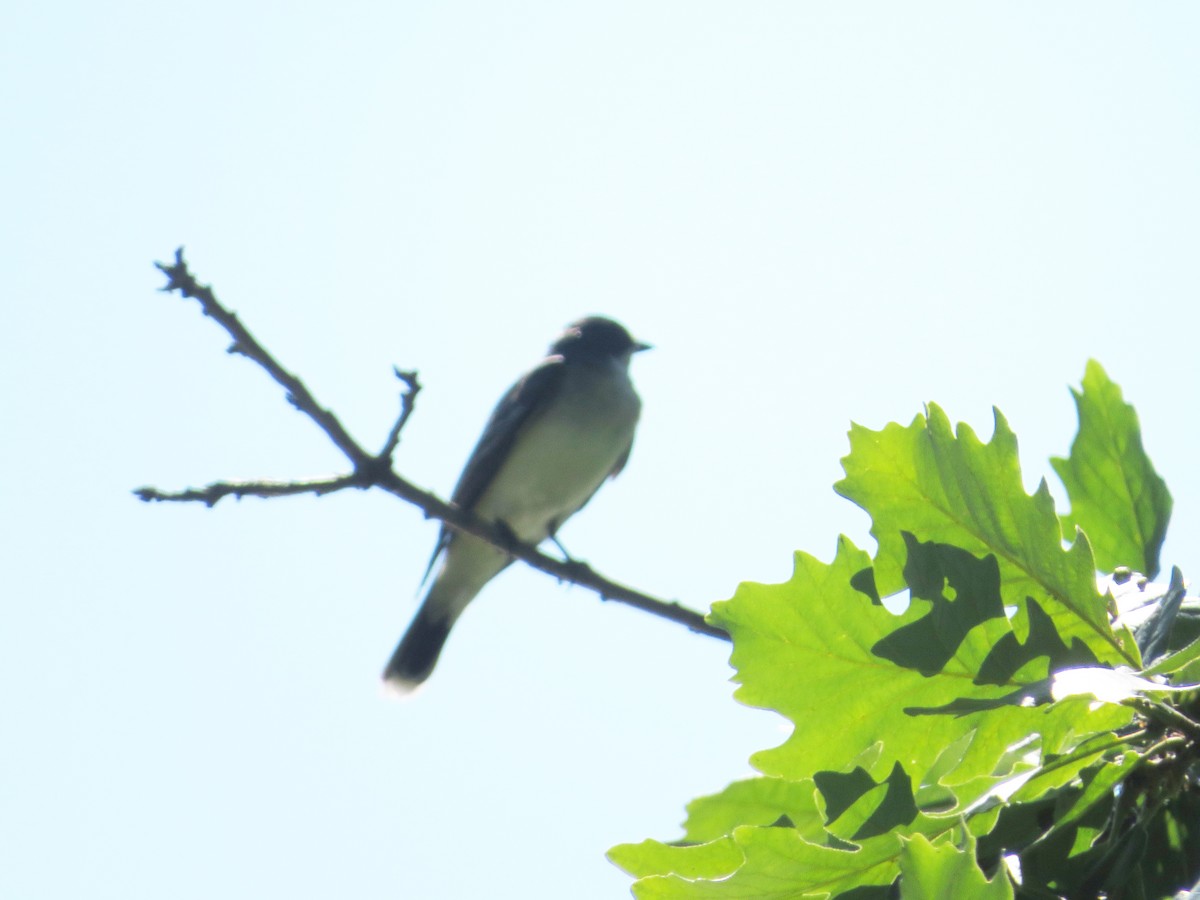 Eastern Kingbird - ML463140821