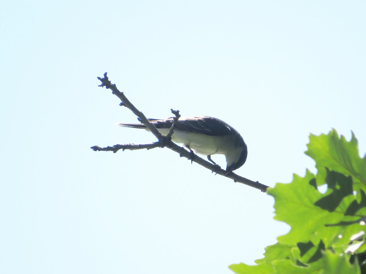 Eastern Kingbird - ML463140831