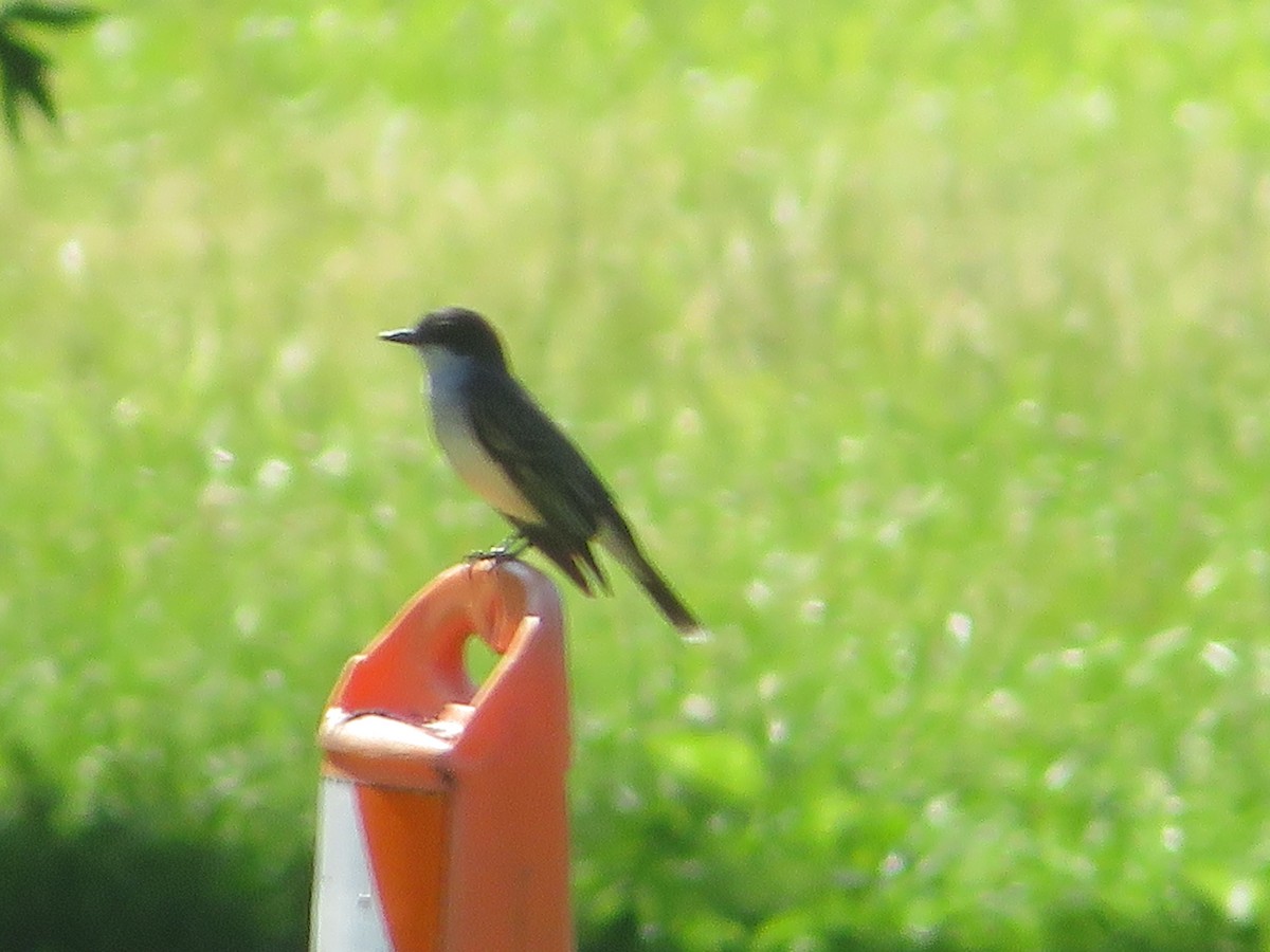 Eastern Kingbird - ML463140841