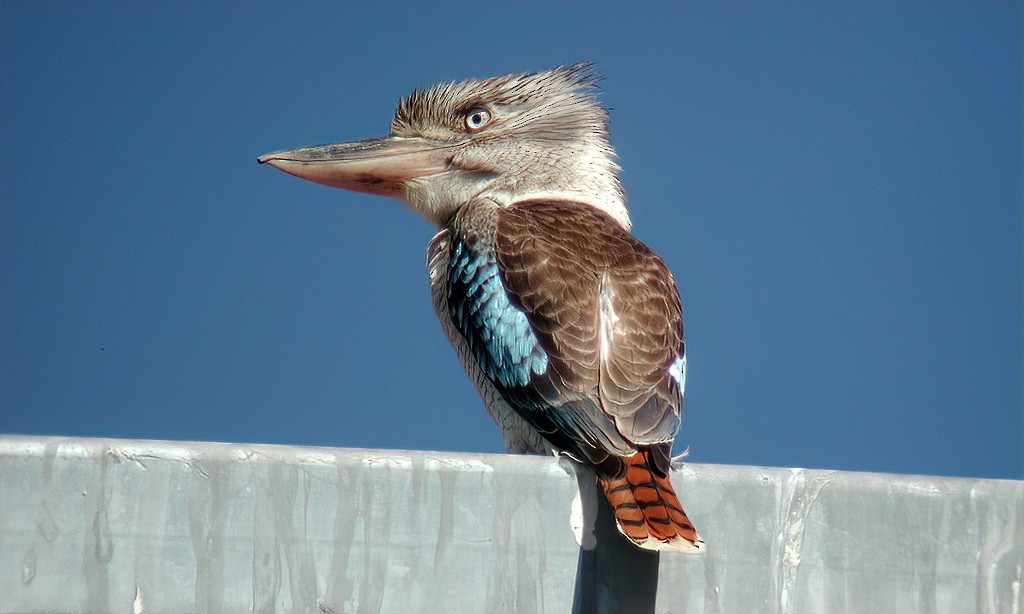 Blue-winged Kookaburra - ML463142031