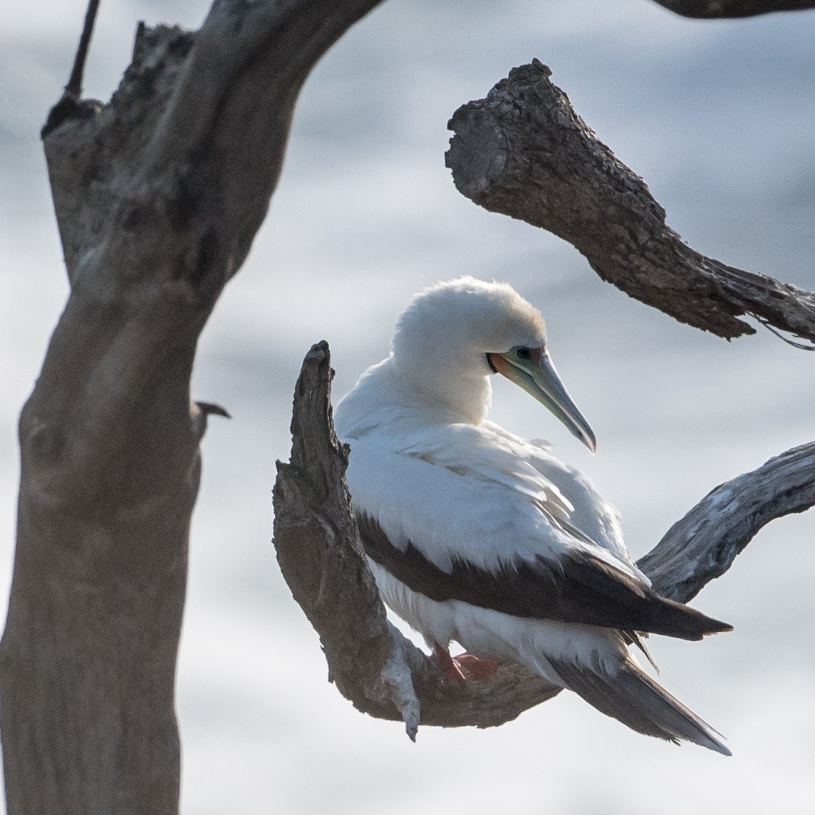 Red-footed Booby - ML46314321