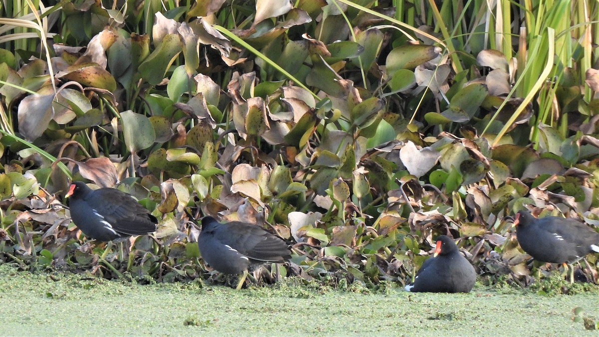 Common Gallinule - ML463143251