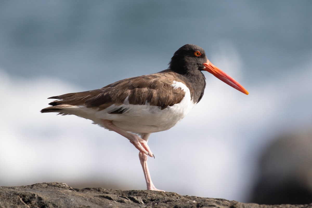 American Oystercatcher - Xiaoni Xu