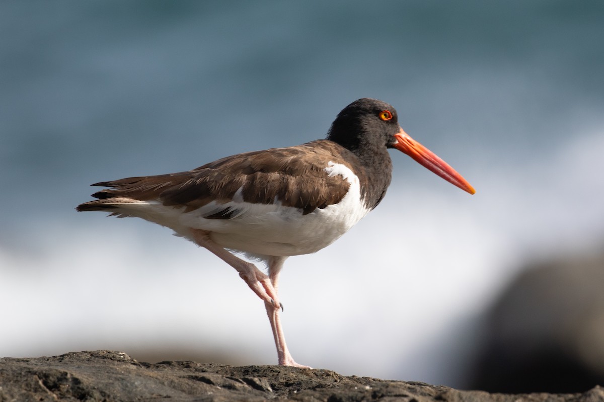 American Oystercatcher - Xiaoni Xu