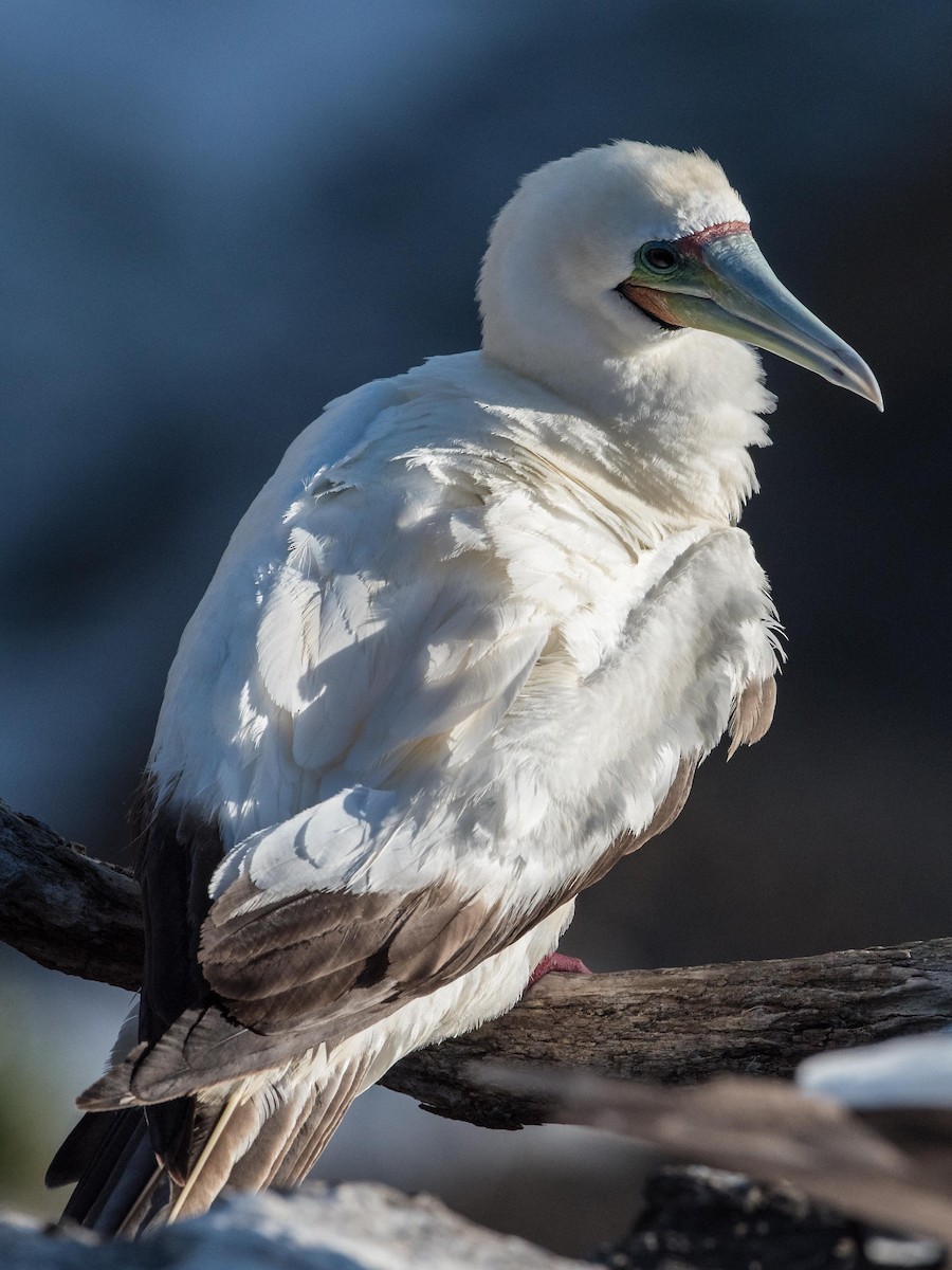 Red-footed Booby - ML46314351