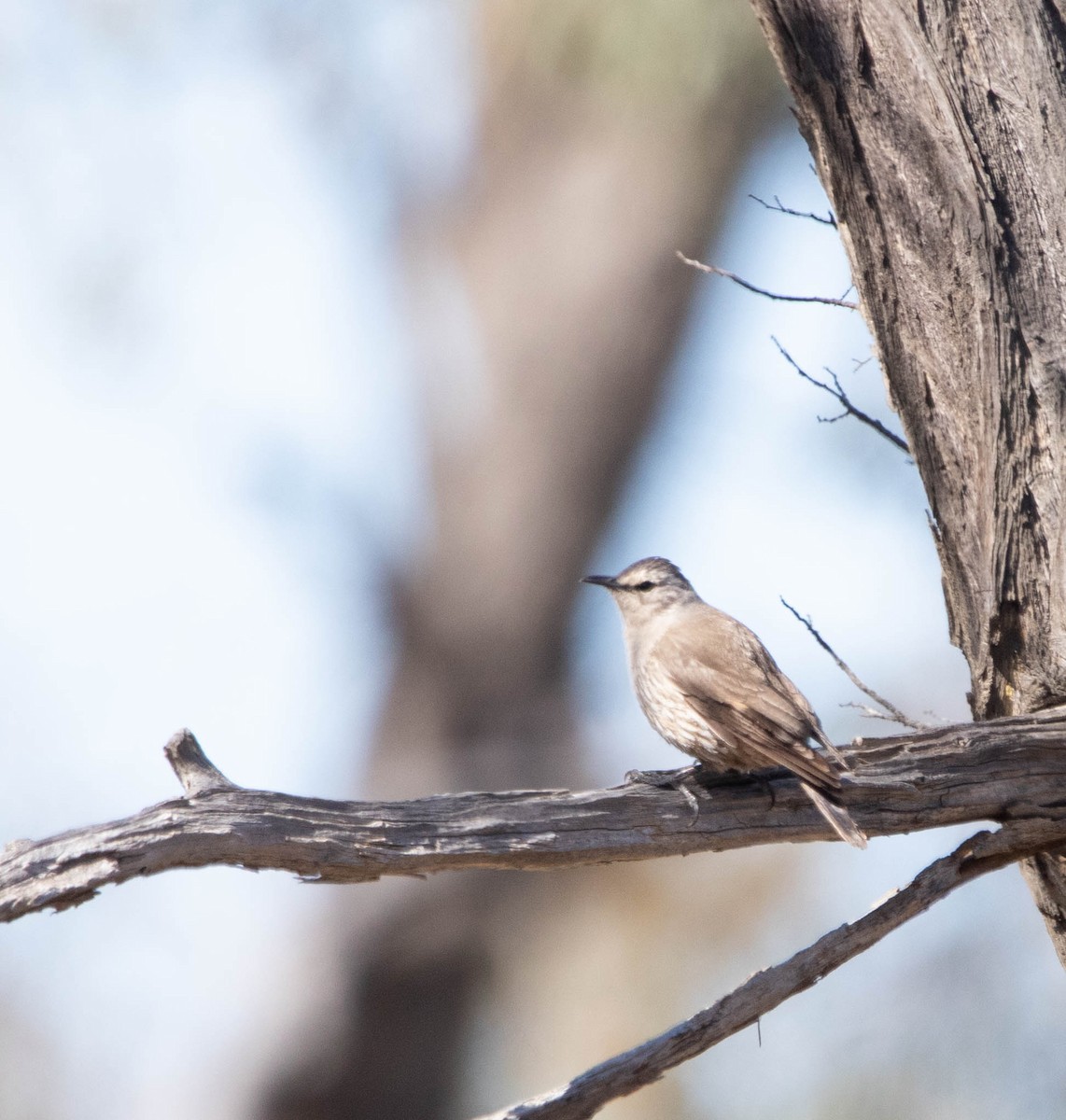 Brown Treecreeper - ML463143591