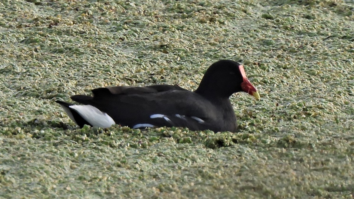 Common Gallinule - ML463143661