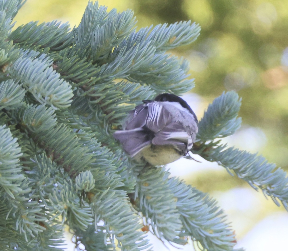 Black-capped Chickadee - Ken Oeser