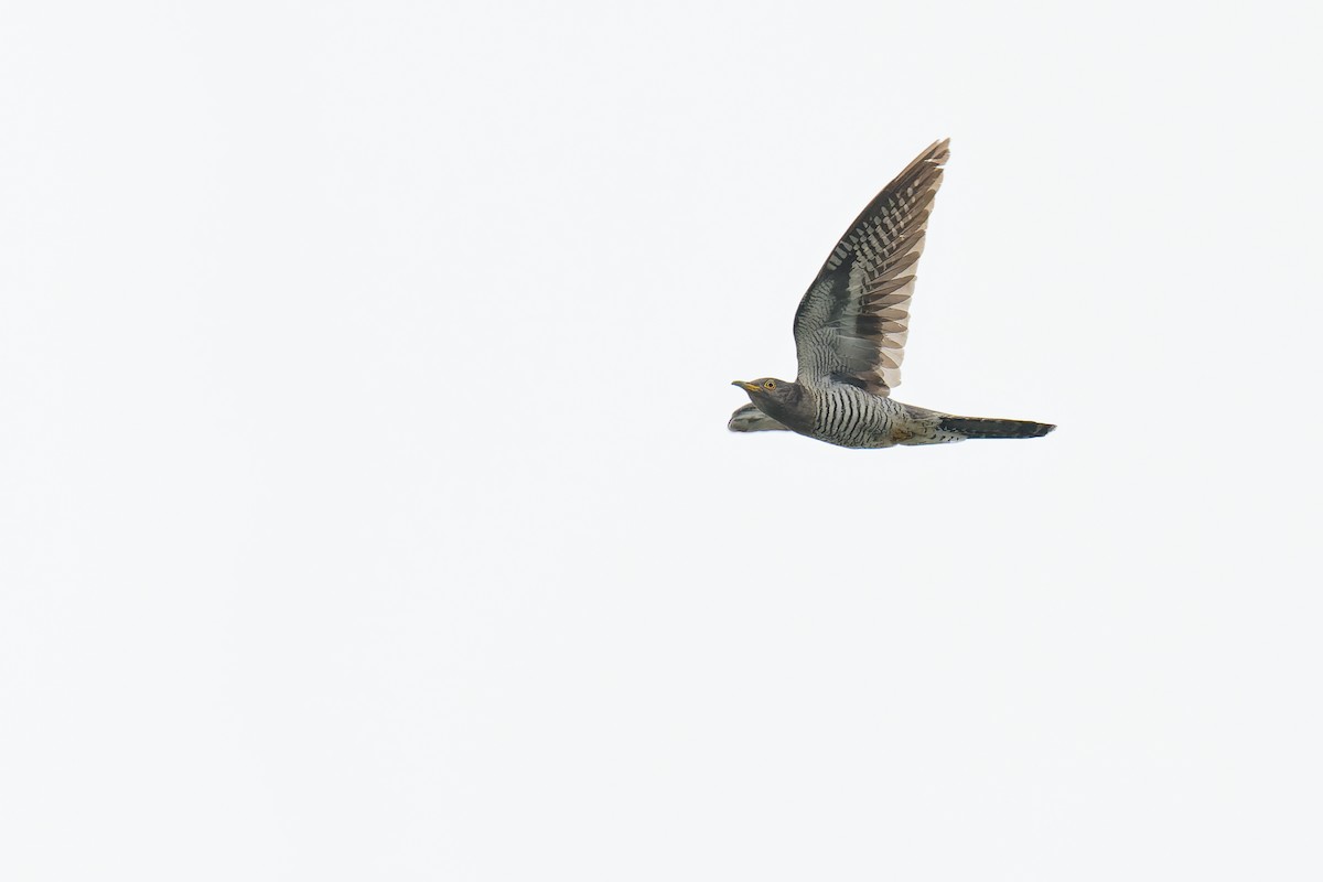 Common Cuckoo - ML463145331